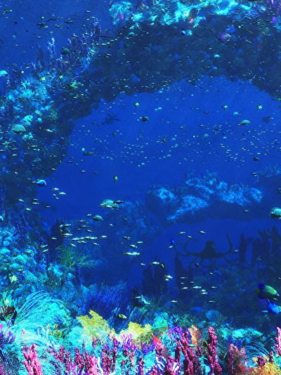 Underwater.jpg